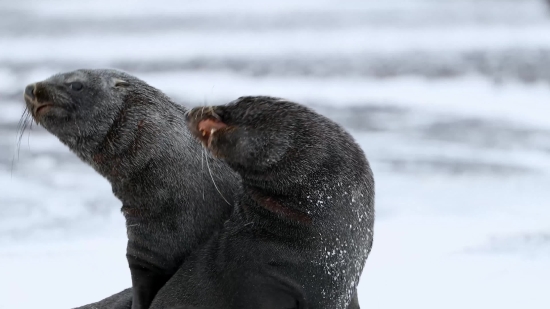 Hindi Clip, Otter, Dog, Wildlife, Seal, Mammal