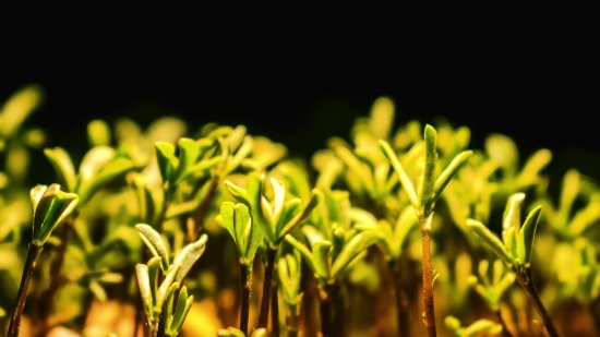 Homeless Stock Footage, Plant, Field, Spring, Grass, Agriculture