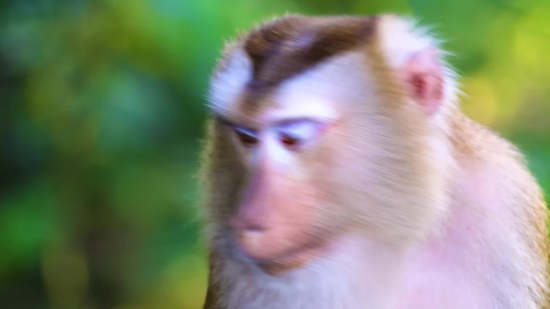 Ink Reveal Footage, Macaque, Monkey, Primate, Proboscis Monkey, Wildlife