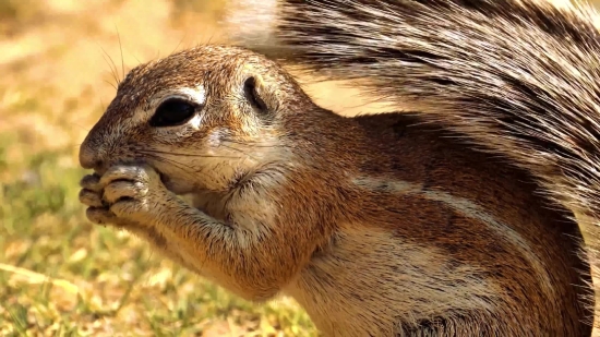 Instagram Reels Song Download, Animal, Wildlife, Mammal, Rodent, Squirrel