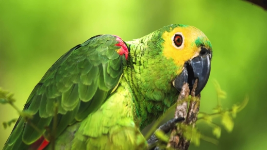 Intro Background Video With Music Free Download, Macaw, Bird, Parrot, Beak, Tropical