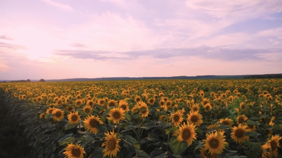 Intro Clip, Sunflower, Field, Flower, Yellow, Sky