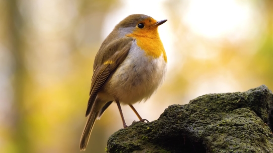 Islamic Video Footage Free, Warbler, Bird, Wildlife, Beak, Feather