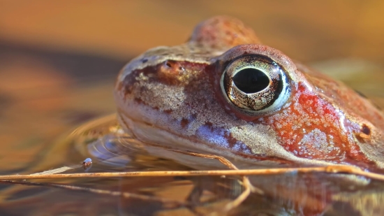 Istock Images, Frog, Amphibian, Bullfrog, Eye, Tailed Frog