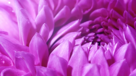 Japanese Stock Images, Petal, Pink, Flower, Spring, Blossom