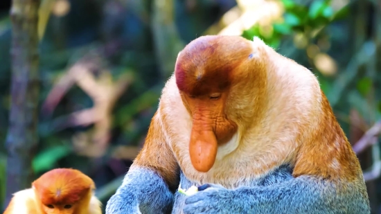 Joe Rogan Clip, Proboscis Monkey, Monkey, Primate, Bird, Beak