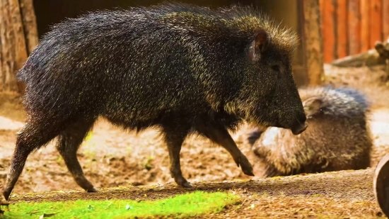 Jungle Background Video Free Download, Peccary, Even-toed Ungulate, Ungulate, Mammal, Placental