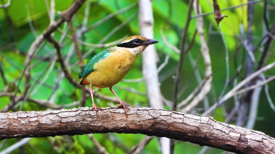 Kimmika Clip, Wren, Bird, Wildlife, Beak, Vertebrate