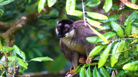 Kimmika Twitch Clip, Squirrel Monkey, Monkey, Primate, Wildlife, Wild