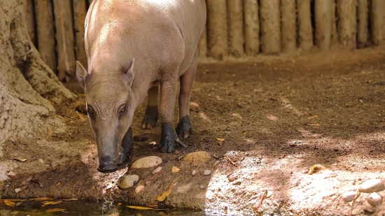 Kimmikka Video Clip, Tapir, Odd-toed Ungulate, Mammal, Ungulate, Wildlife