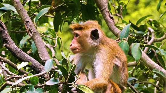 Kinemaster Background Effect Video Download, Proboscis Monkey, Monkey, Primate, Wildlife, Wild