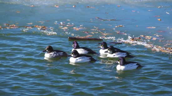 Kinemaster Background Video Download 30 Seconds Love, Duck, Drake, Water, Bird, Waterfowl