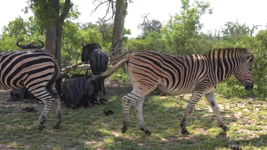 Kinemaster Black Background Video Download, Zebra, Equine, Mammal, Wildlife, Safari