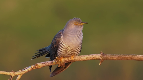 Kinemaster Effect Background, Bird, Warbler, Wildlife, Beak, Wing