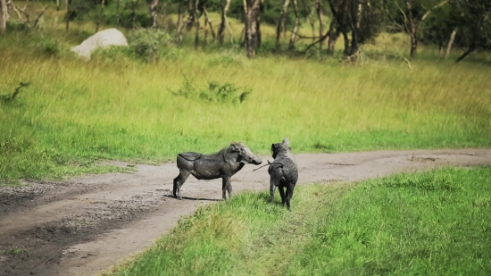 Kinemaster Green Screen Video Download, Warthog, Swine, Ungulate, Wildlife, Mammal