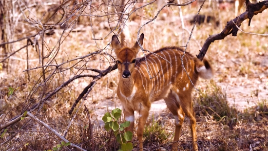 Kinemaster Template Download 2021, Impala, Antelope, Wildlife, Deer, Wild