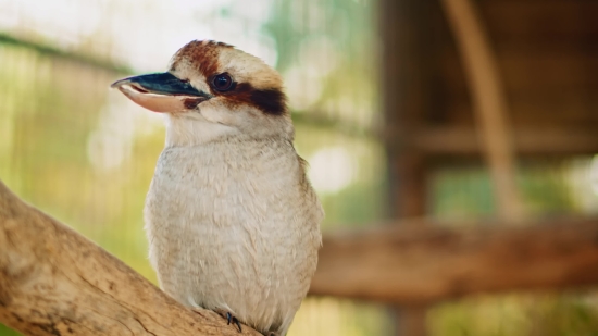 Kinemaster Video Download Background, Sparrow, Bird, Vertebrate, Wildlife, Beak