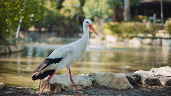 Kinemaster Video Editing Background Effects Free Download, White Stork, Stork, Wading Bird, Bird, Aquatic Bird