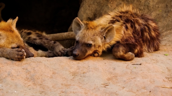 Klip 2012, Hyena, Canine, Mammal, Wildlife, Wild