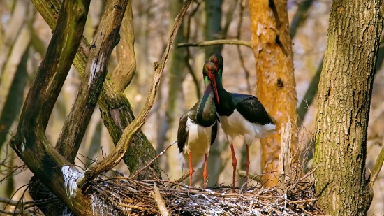 Krishna Copyright Free Video, Black Stork, Stork, Wading Bird, Bird, Aquatic Bird