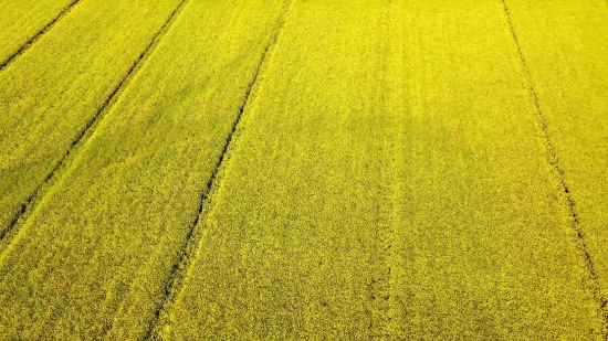 Lagu Non Copyright Youtube, Rapeseed, Oilseed, Seed, Fruit, Field