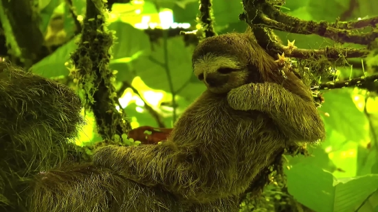 Laughing Video Clip Download, Three-toed Sloth, Sloth, Mammal, Wildlife, Wild