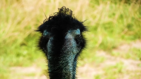 Laughing Video Clips Free Download, Ostrich, Bird, Animal, Wildlife, Wild