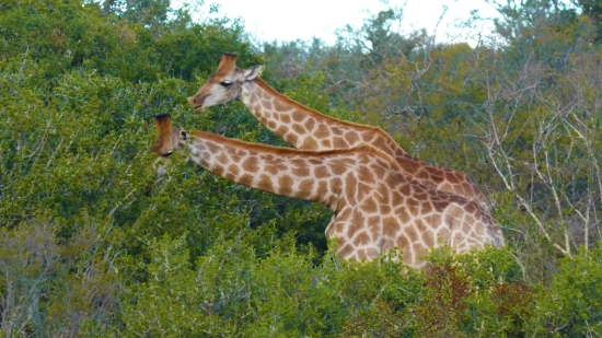 Laughing Video Clips, Giraffe, Wildlife, Animal, Wild, Safari