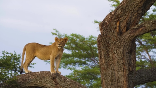 Lighting Effect Video Download, Lion, Feline, Cat, Wildlife, Predator