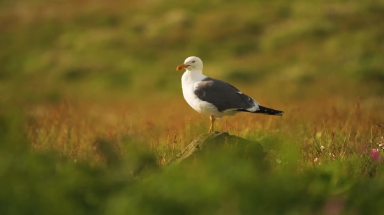 Lightning Sky Video Download, Gull, Coastal Diving Bird, Seabird, Bird, Wildlife