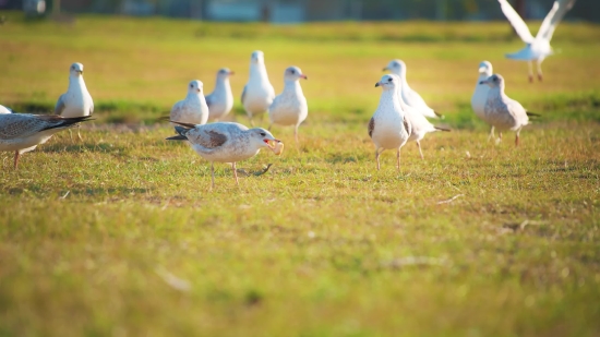 Link Download Video Tiktok Tanpa Watermark, Gull, Bird, Dove, Seabird, Feather