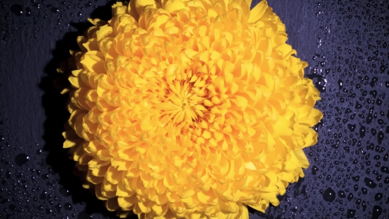 Link Tiktok Download, Petal, Flower, Yellow, Plant, Sunflower