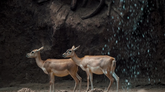 Lion Green Screen Video Download, Buck, Antelope, Mammal, Deer, Placental