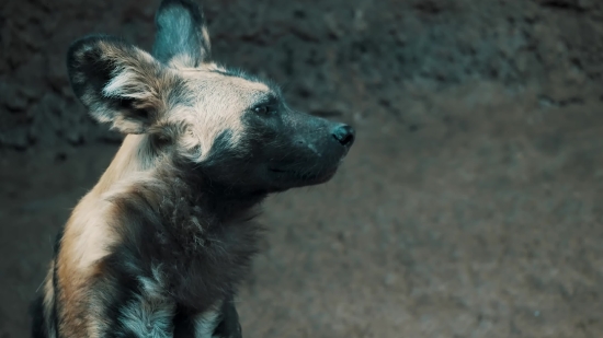 Lion Video Clip Free Download, Wild Dog, Canine, Hyena, Mammal, Wildlife