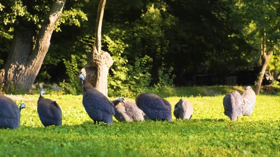 Local Video Clips, Peacock, Peafowl, Pheasant, Grass, Tree