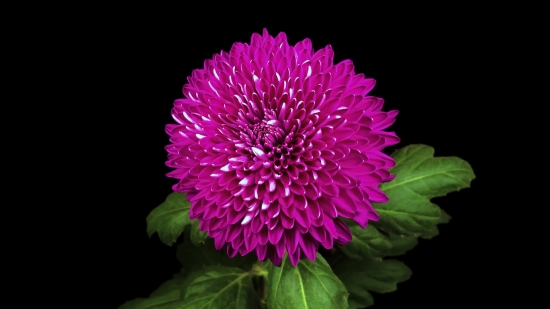 Long Copyright Free Videos, Flower, Pink, Petal, Clover, Flora