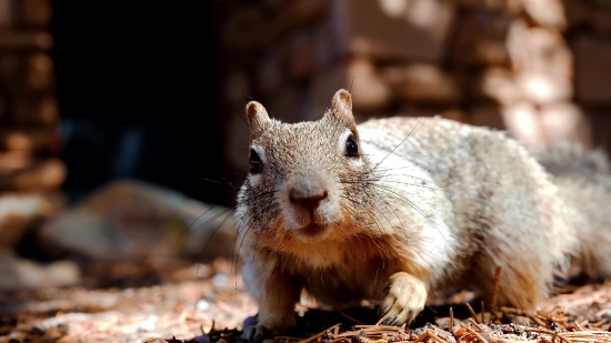 Long Nature Videos Free Download, Wombat, Rodent, Mammal, Squirrel, Fox Squirrel