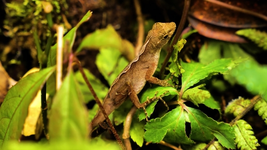 Love Motion Background Free Download, Green Lizard, Lizard, Reptile, Wildlife, Eye