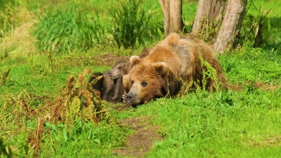 Lovebackground Videos, Brown Bear, Bear, Mammal, Wild, Wildlife