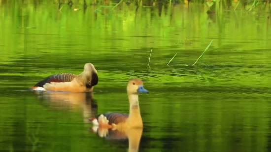 Man Walking Green Screen Video Download, Goose, Waterfowl, Bird, Aquatic Bird, Lake