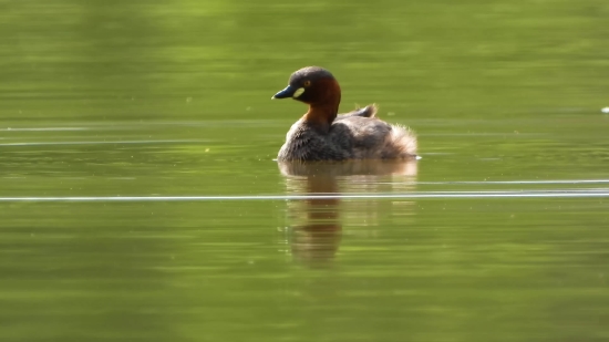 Mandala Background Video, Drake, Duck, Waterfowl, Bird, Wildlife