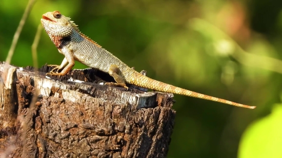 Matrix Background Video Download, Lizard, Wildlife, Reptile, Wild, Chameleon