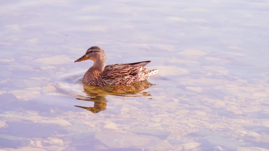 Mazwai Free Stock Footage, Shorebird, Duck, Bird, Wading Bird, Wildlife