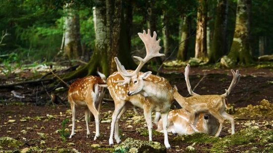 Mazwai Video Stock, Gazelle, Antelope, Buck, Wildlife, Ruminant