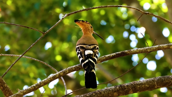 Medical Background Video Free Download, Bird, Jay, Wildlife, Tree, Woodpecker