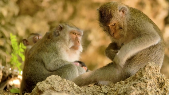 Meeting Stock Video, Macaque, Monkey, Primate, Wildlife, Wild