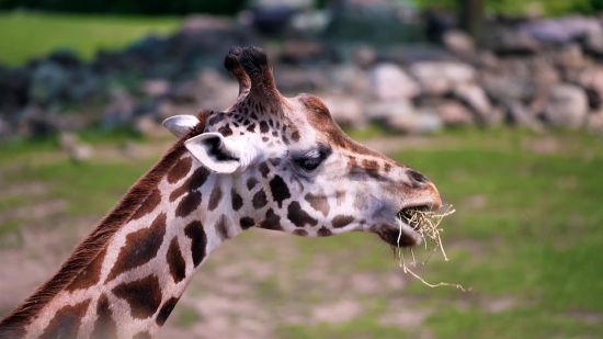 Meme Video Clips Download No Copyright, Giraffe, Animal, Safari, Wildlife, Wild