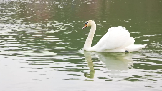 Mind Stock Video, Egret, Bird, Heron, Lake, Wading Bird