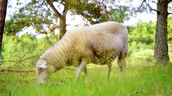 Mini Video Clips Free Download, Lamb, Lambkin, Sheep, Young Mammal, Farm