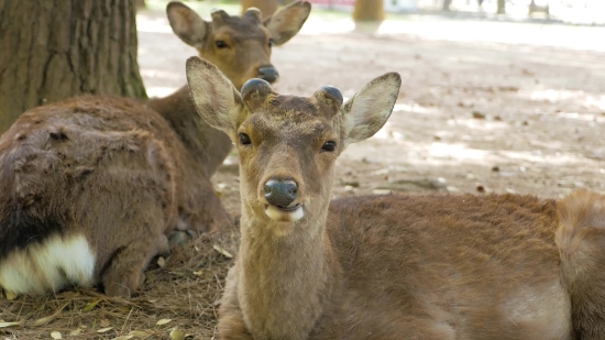 Mogrt Free Adobe Stock, Animal, Deer, Mammal, Wildlife, Calf